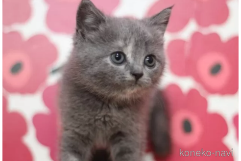 成約済の東京都のマンチカン-97346の1枚目